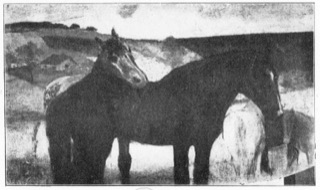 Chevaux au pâturage.