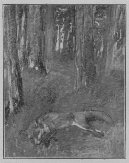 Renard mort, sous-bois
