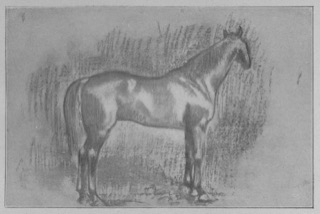 Cheval bai