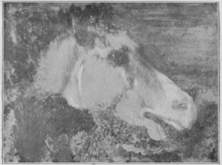 Tête de cheval