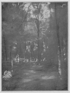 Sous-bois