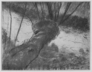 Étude de saule têtard