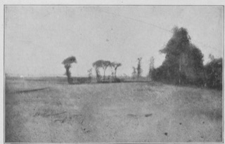 Arbres limitant une plaine