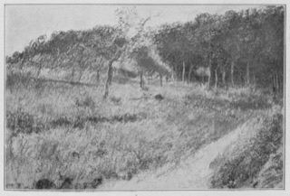 Paysage (lisière de forêt)