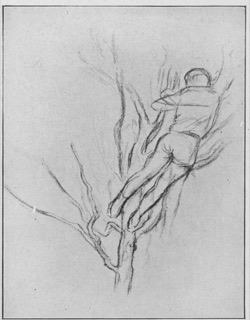 Élagueur sur un arbre