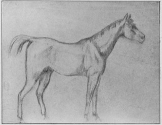 Cheval, de profil vers la droite