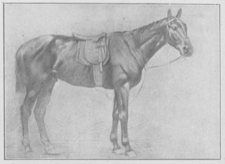 Cheval de selle (de profil vers la droite)