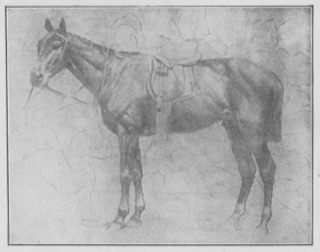 Cheval de selle (de profil vers la gauche)