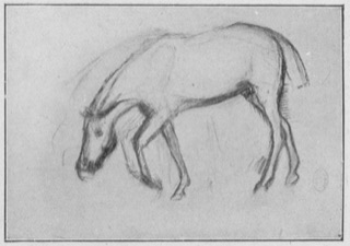 Aprés la course: cheval rentrant au pesage.
