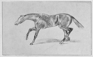 Cheval pur sang