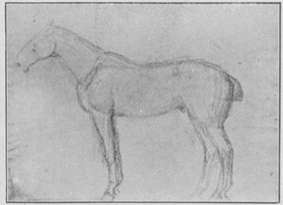Cheval (de profil vers la gauche)