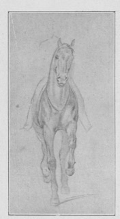 Cheval de selle