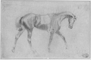 Cheval de selle