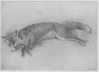Renard mort