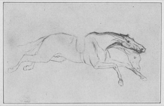 Cheval galopant