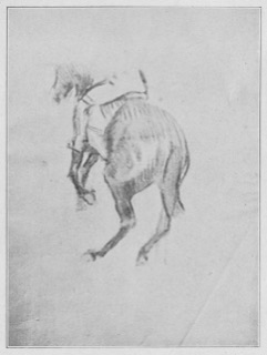 Cheval galopant