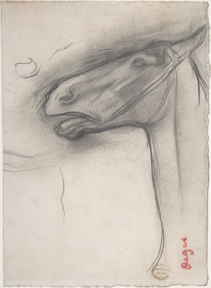 Photo de Tête de cheval 